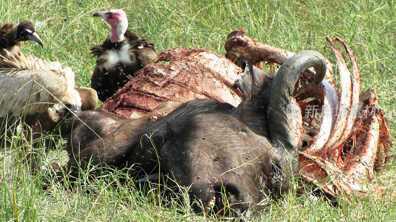 秃鹫在Kenia