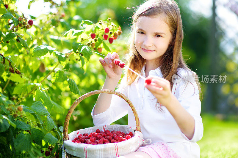 可爱的小姐妹们在阳光明媚的夏日在有机树莓农场采摘新鲜浆果
