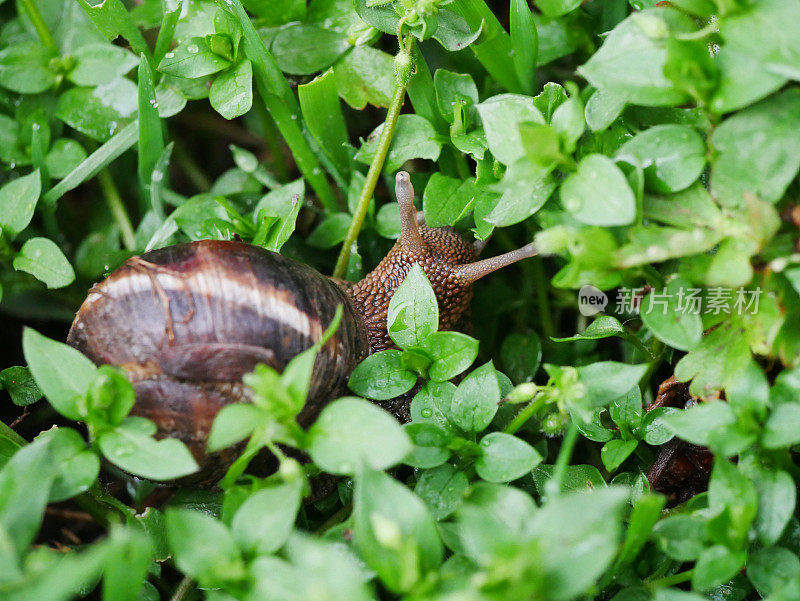 绿草里有蜗牛