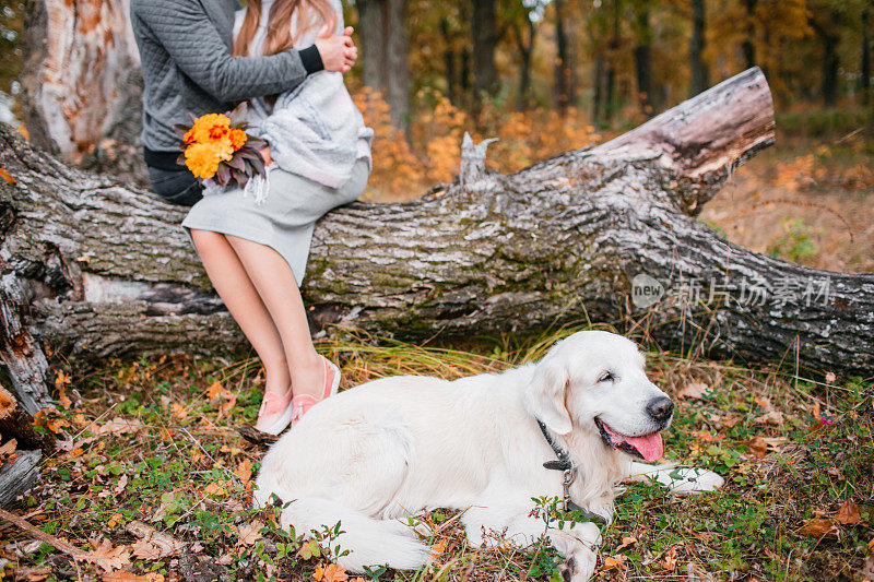 秋天白色的寻回犬的画像躺在黄色的树叶。背景相爱