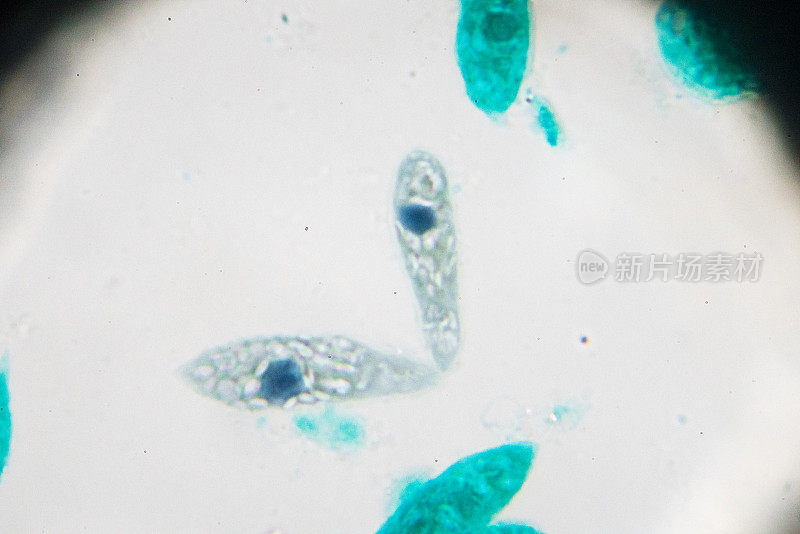 光显微镜下的Euglena