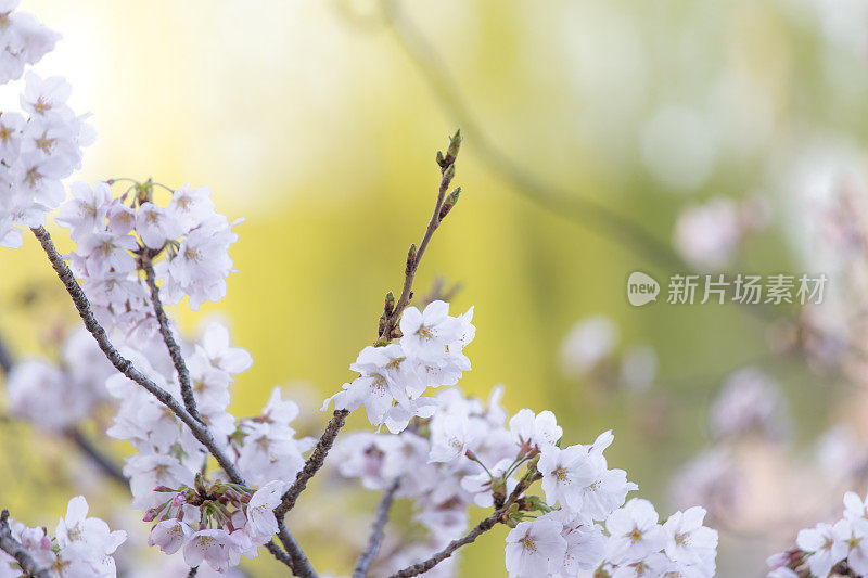 樱花盛开