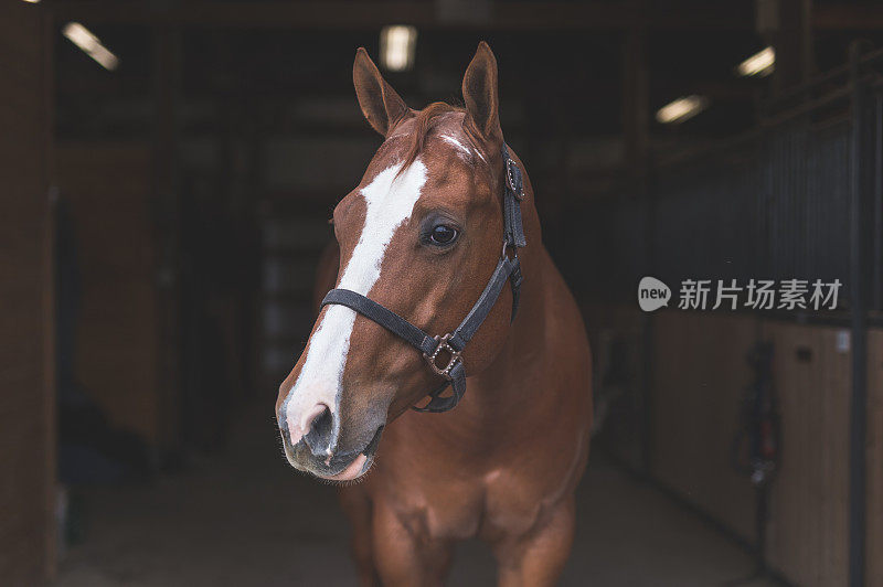 乡下漂亮的马