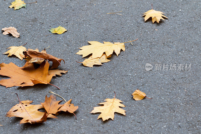 秋天枯黄的橡树叶