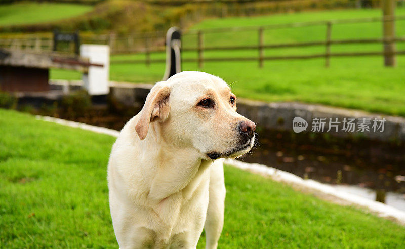 英国运河船上的拉布拉多寻回犬