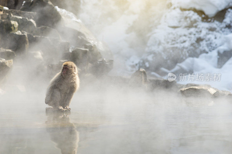 温泉里的雪猴猴