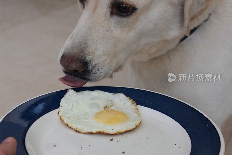 狗会吃早餐