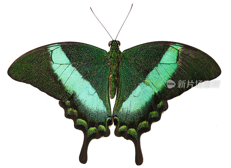 带绿色条纹的孔雀蝶孤立在白色的背景上