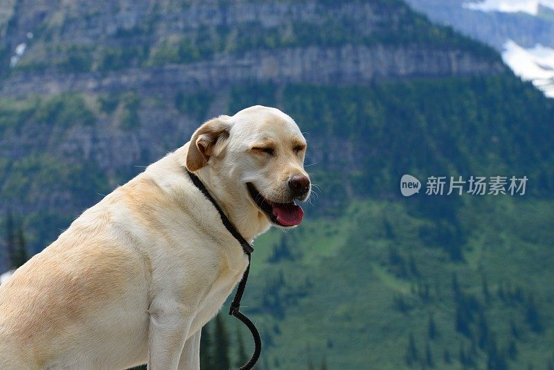 冰川国家公园的拉布拉多寻回犬