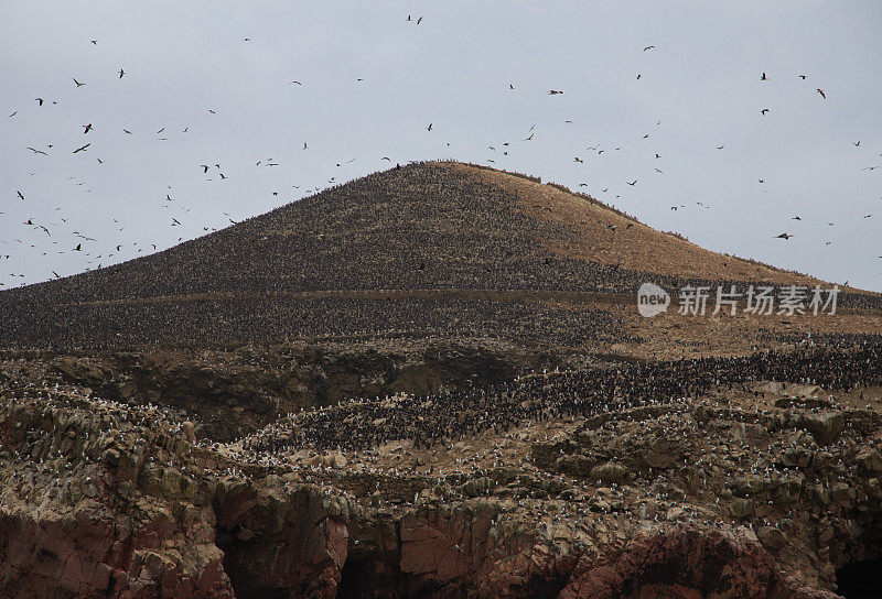 大量的鸟类覆盖整个岛屿(Ballistas岛)