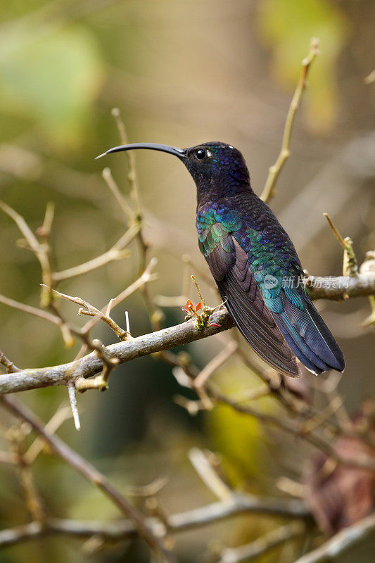 雄性紫剑羚蜂鸟，阿雷纳尔火山地区，哥斯达黎加