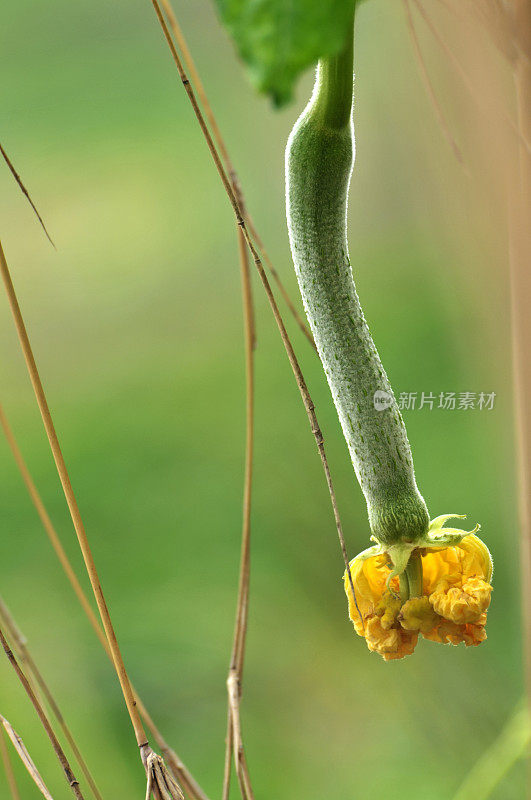 丝瓜葫芦植物