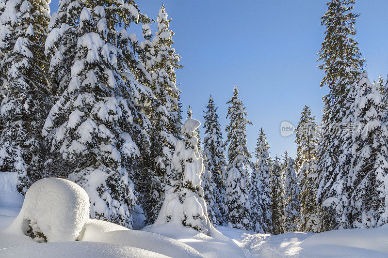 意大利帕莱迪圣马蒂诺自然公园(帕拉集团)里白雪覆盖的森林