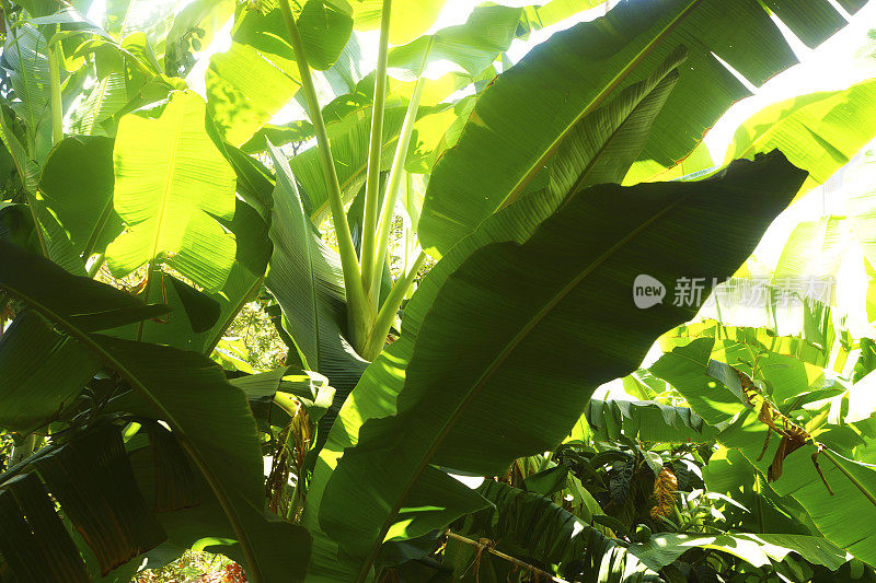 香蕉树，热带植物