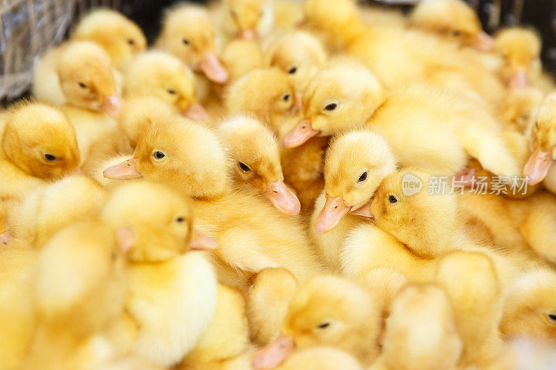 工业家禽饲养场笼养小鸭子新品种。