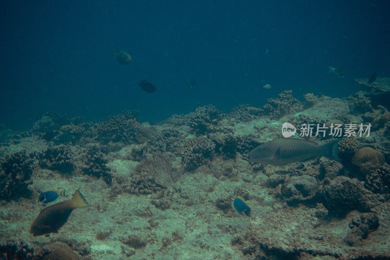 马尔代夫的水下世界