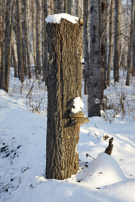 积雪下的老树桩上有木耳