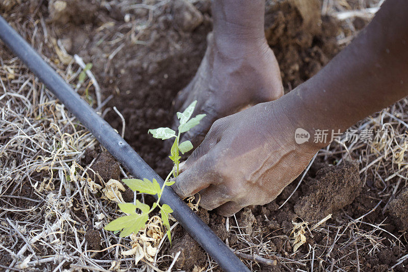 农民种植番茄苗