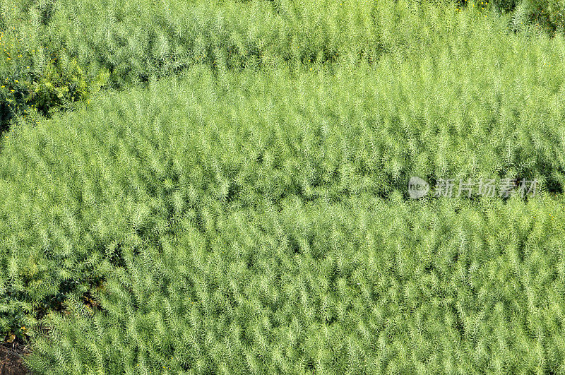 油菜花领域