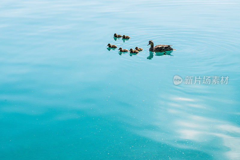 湖上的鸭子和小鸭