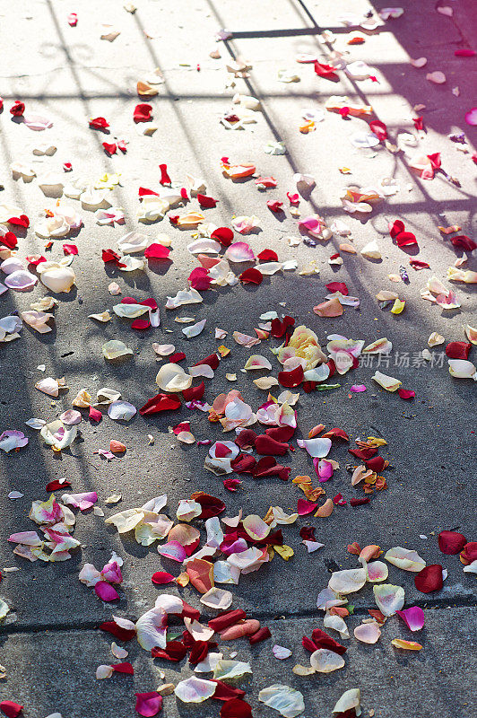 婚礼玫瑰花瓣五彩纸屑