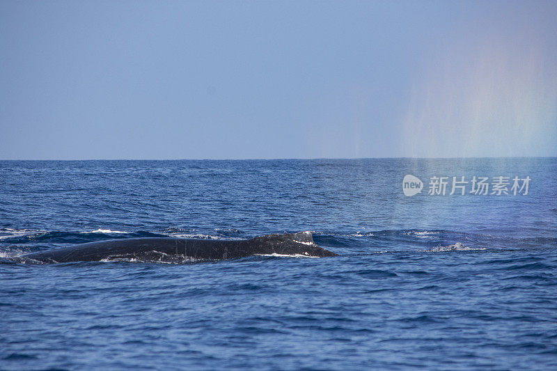 鲸鱼在夏威夷
