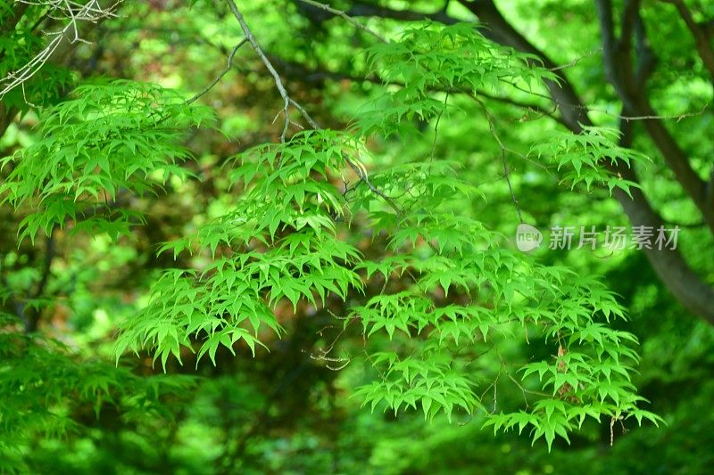 新鲜茂盛的叶子:日本枫树和树叶