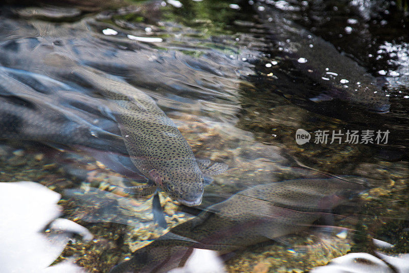 池塘里的蓝草鲤鱼