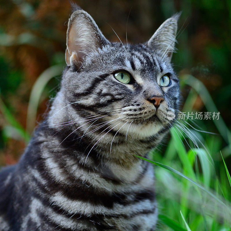 我的宠物虎纹猫(缅因猫)