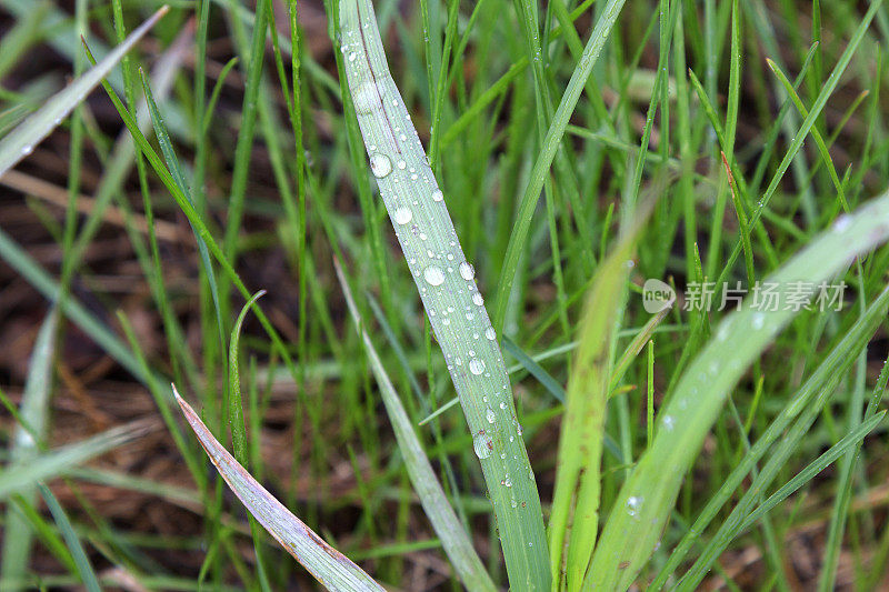 水珠落在绿草上