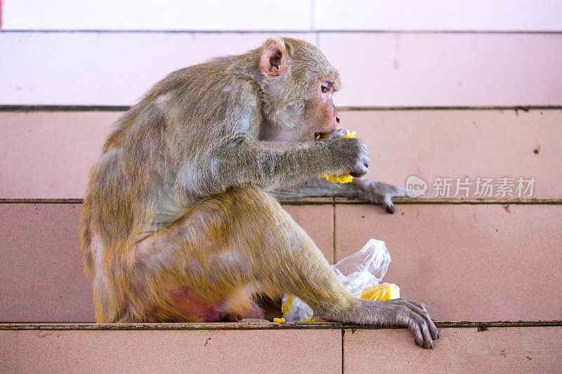 缅甸:恒河猕猴