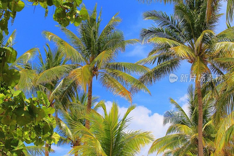 波利尼西亚热带放松，在棕榈树的叶子叶子-夏威夷群岛，美国