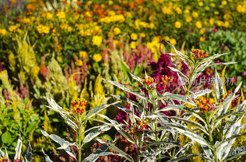 杂色的马缨丹在鲜艳多彩的夏季植物面前展示