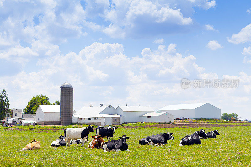 牛奶农场和奶牛在绿色的草地上