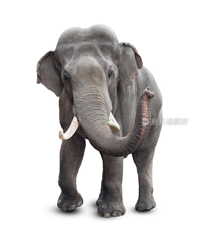 大象孤立在白色与剪辑路径包括