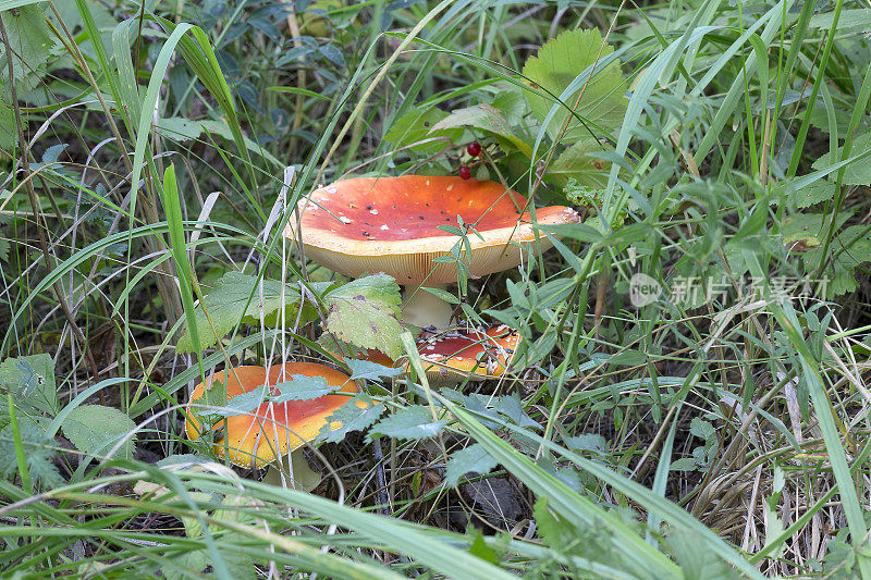 蘑菇飞木耳在草地上