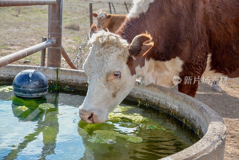 饮用水草喂养肉牛赫里福德小母牛和小牛