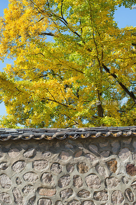 韩国石墙和银杏树