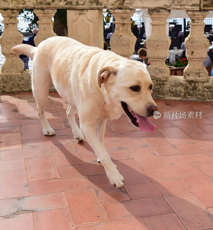 西西里的拉布拉多寻回犬