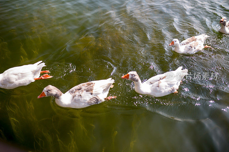鸟类和野生动物。美丽的绿头鸭在阳光下的碧水湖泊或河流中畅游。特写视角的有趣的鸭子。