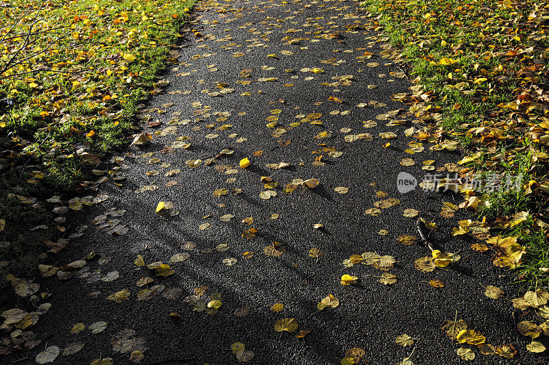 潮湿的秋叶在柏油碎石上小叶石灰