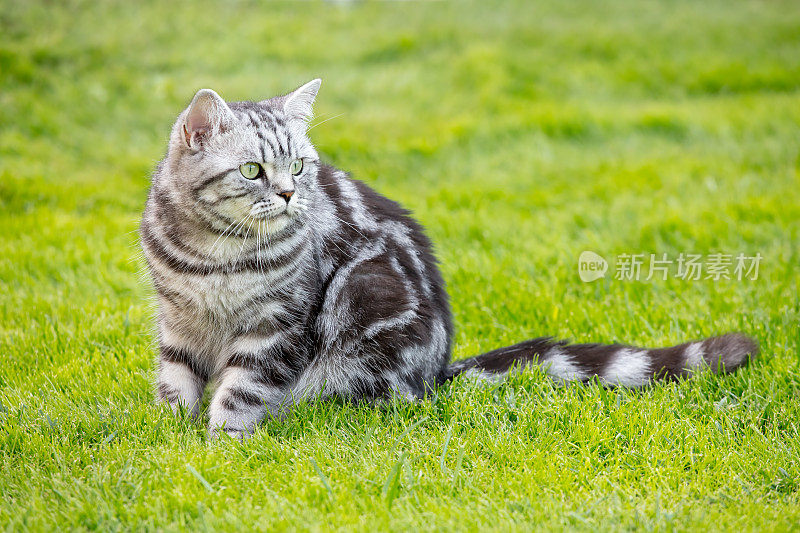 漂亮的英国短毛猫在草坪上