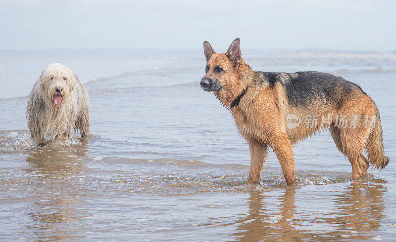 古英国牧羊犬和德国牧羊犬在海滩上玩耍