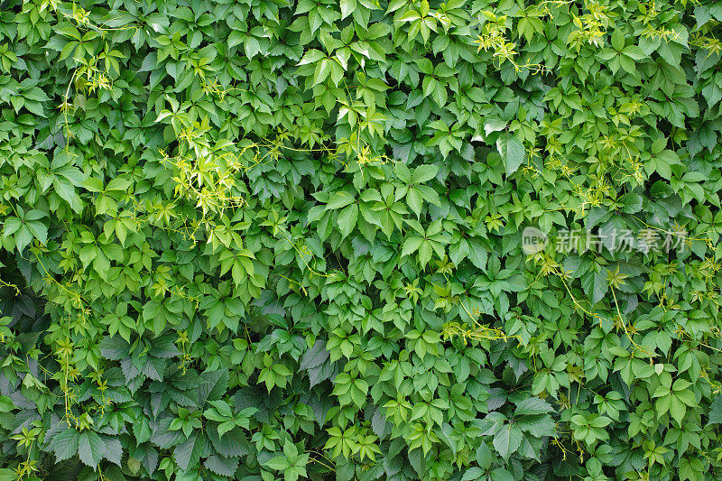 绿色爬山虎植物背景(被叶子覆盖的墙壁)