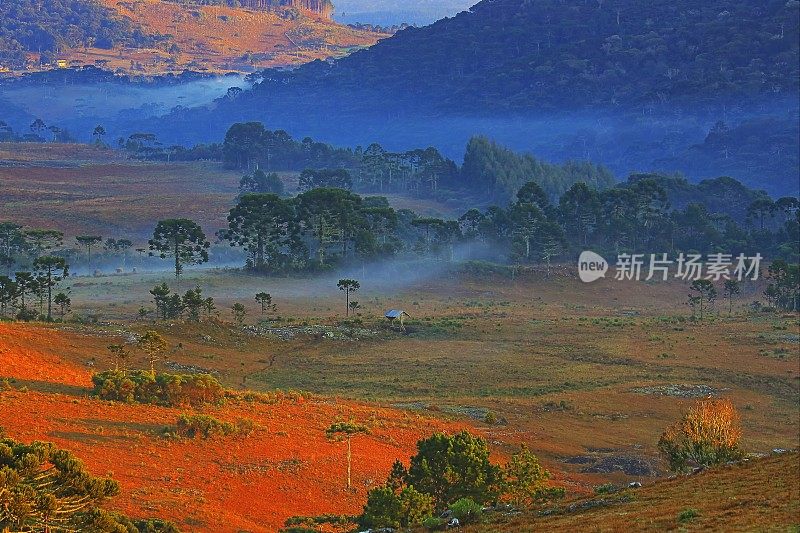 在巴西南部格拉马多附近的薄雾日出的草地和南洋杉景观