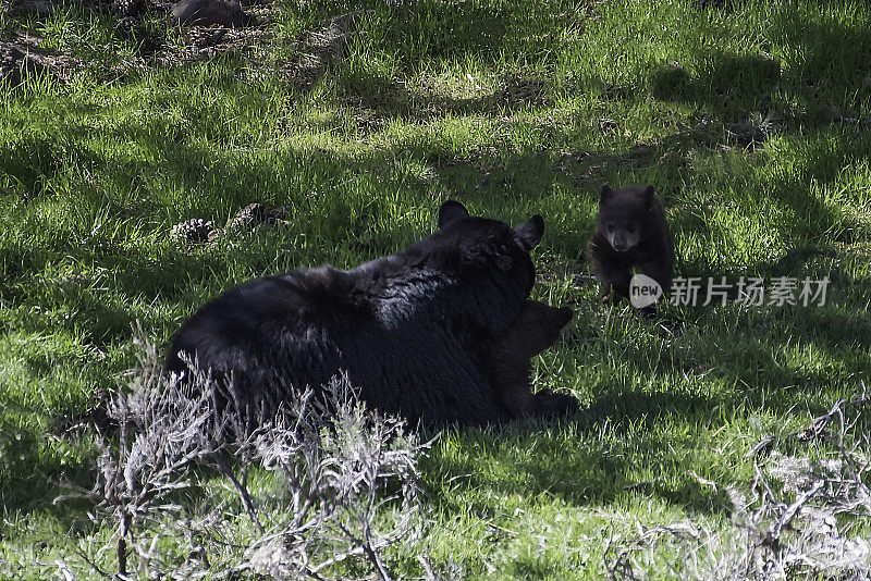 黄石公园里的黑熊妈妈对幼崽的关爱