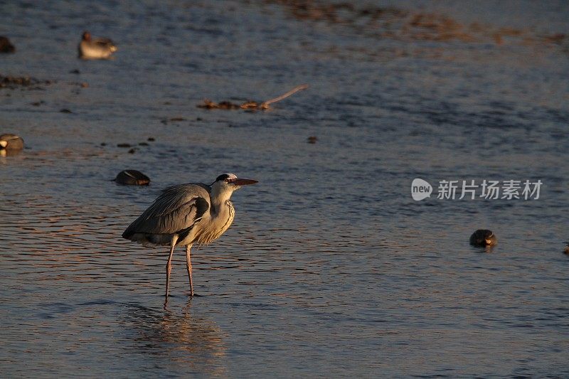 常见的鹭