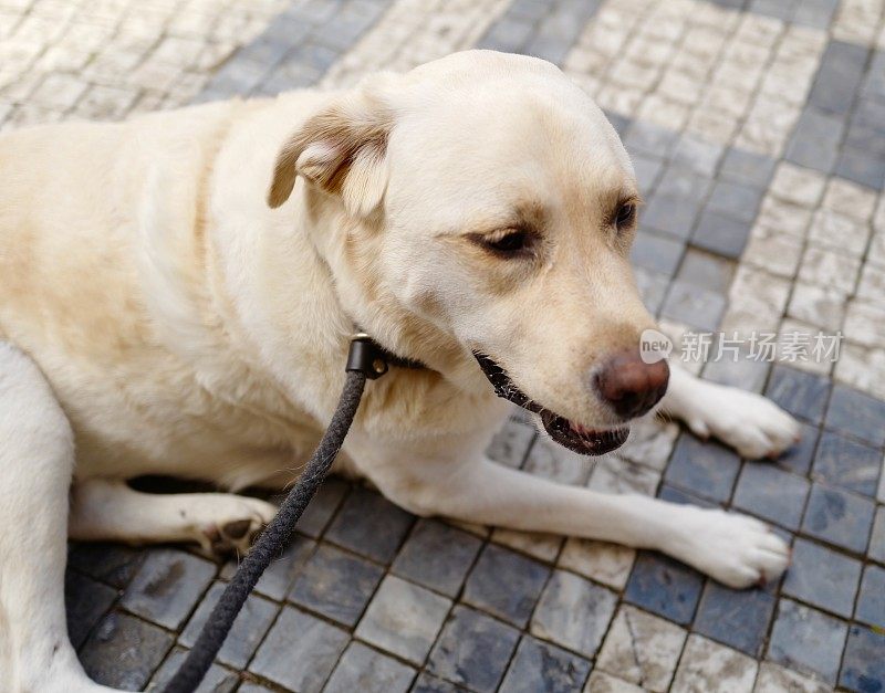 布拉格拉布拉多寻回犬