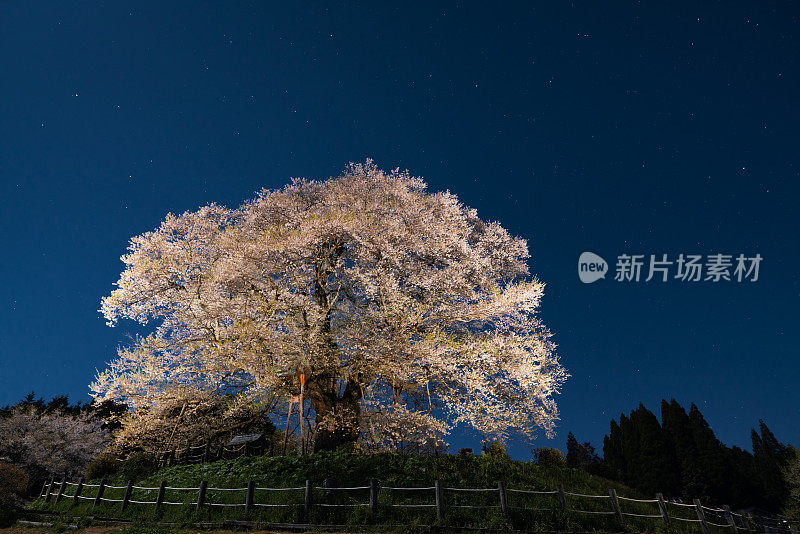 樱花盛开