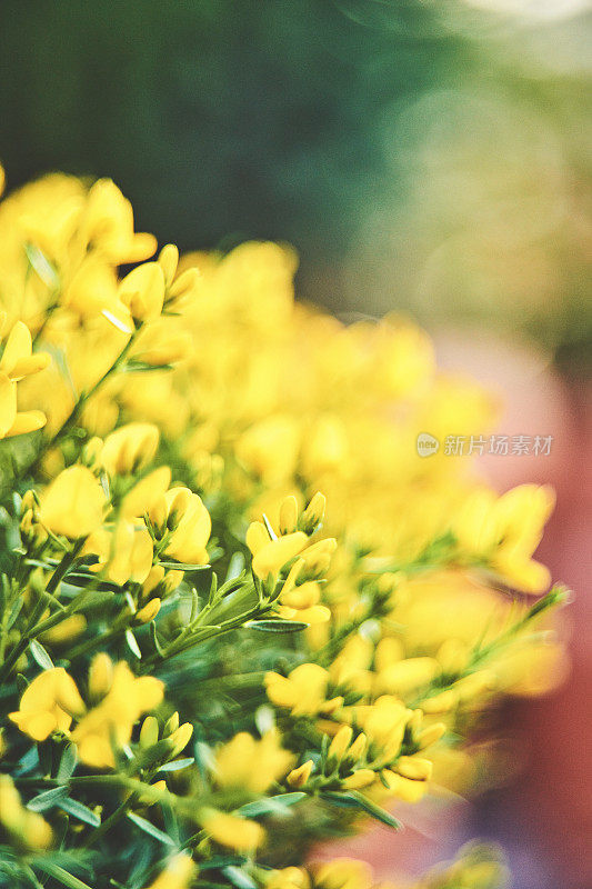 充满活力的黄色金雀花(金雀花属)植物在后院
